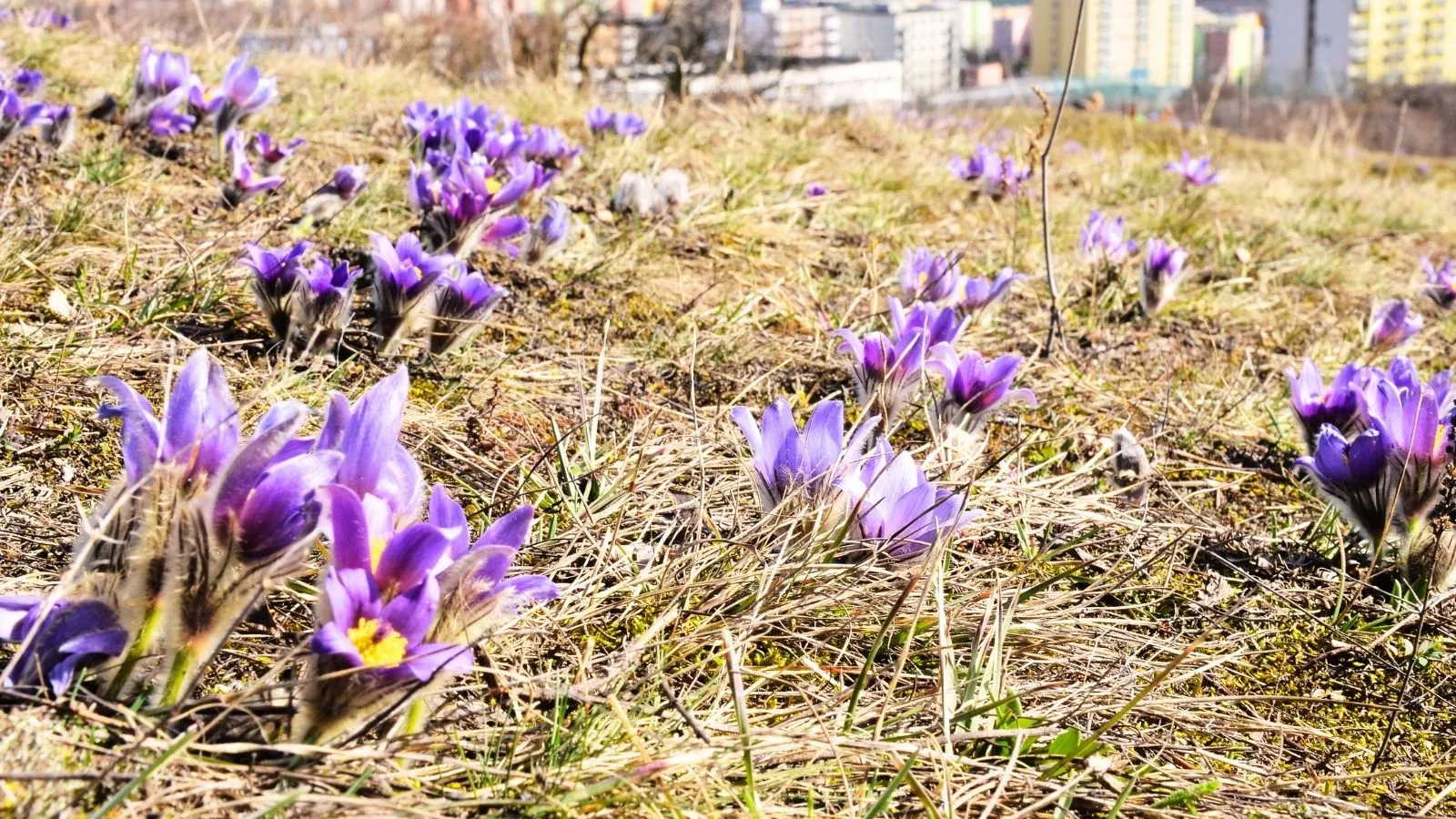 Brno je divočejší, než si myslíte. A mapovat ho může každý.
