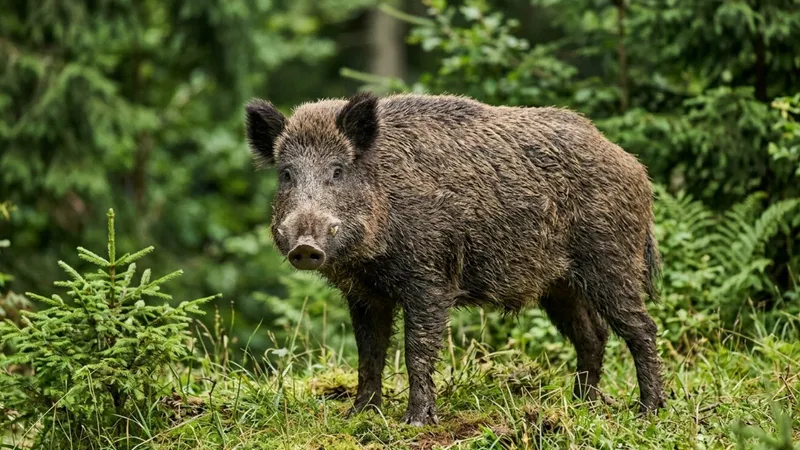 Divočáci v Brně: Proč odlov nestačí